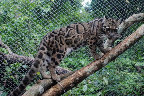 Clouded leopards to get safe haven Clouded leopards to get safe haven